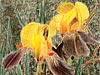 <strong>Iris</strong><span style='color:#999999'>  (1978)</span><br>Buntstift  |  21 x 30 cm