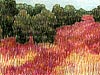 <strong>Lneburger Heide</strong><span style='color:#999999'>  (2005)</span><br>Buntstift  |  19 x 9 cm