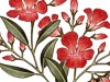 <strong>Oleander</strong><span style='color:#999999'>  (2008)</span><br>Buntstift  |  20 x 23 cm