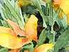 <strong>Indisches Blumenrohr</strong><span style='color:#999999'>  (1990)</span><br>Aquarell