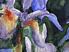 <strong>Iris</strong><span style='color:#999999'>  (1990)</span><br>Aquarell