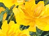 <strong>Trollblume</strong><span style='color:#999999'>  (1990)</span><br>Aquarell