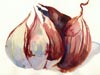 <strong>Knoblauch</strong><span style='color:#999999'>  (1990)</span><br>Aquarell  |  17 x 14 cm